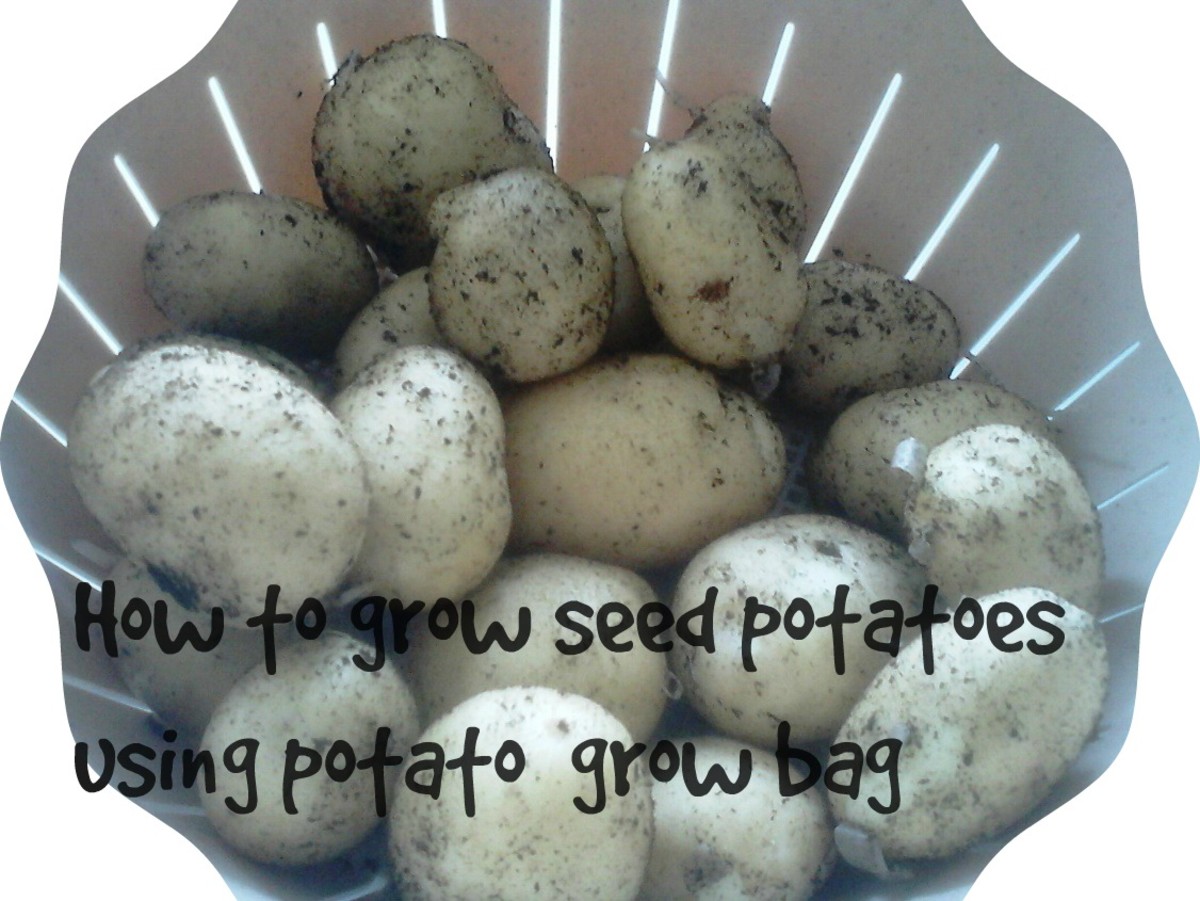 How to grow maris piper seed potatoes Grow potatoes in potato grow bags or pots in your garden