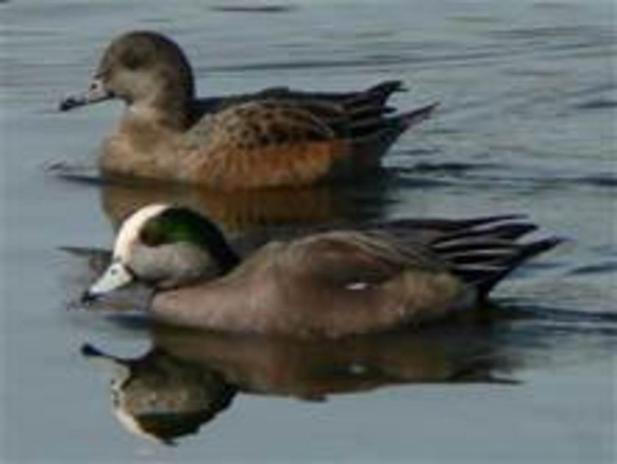 The World Of Amazing Waterfowl Birds HubPages