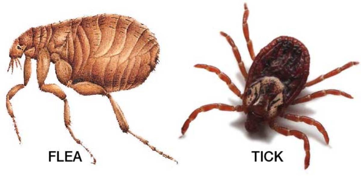 Diseases Spread to Animals by Fleas and Ticks HubPages