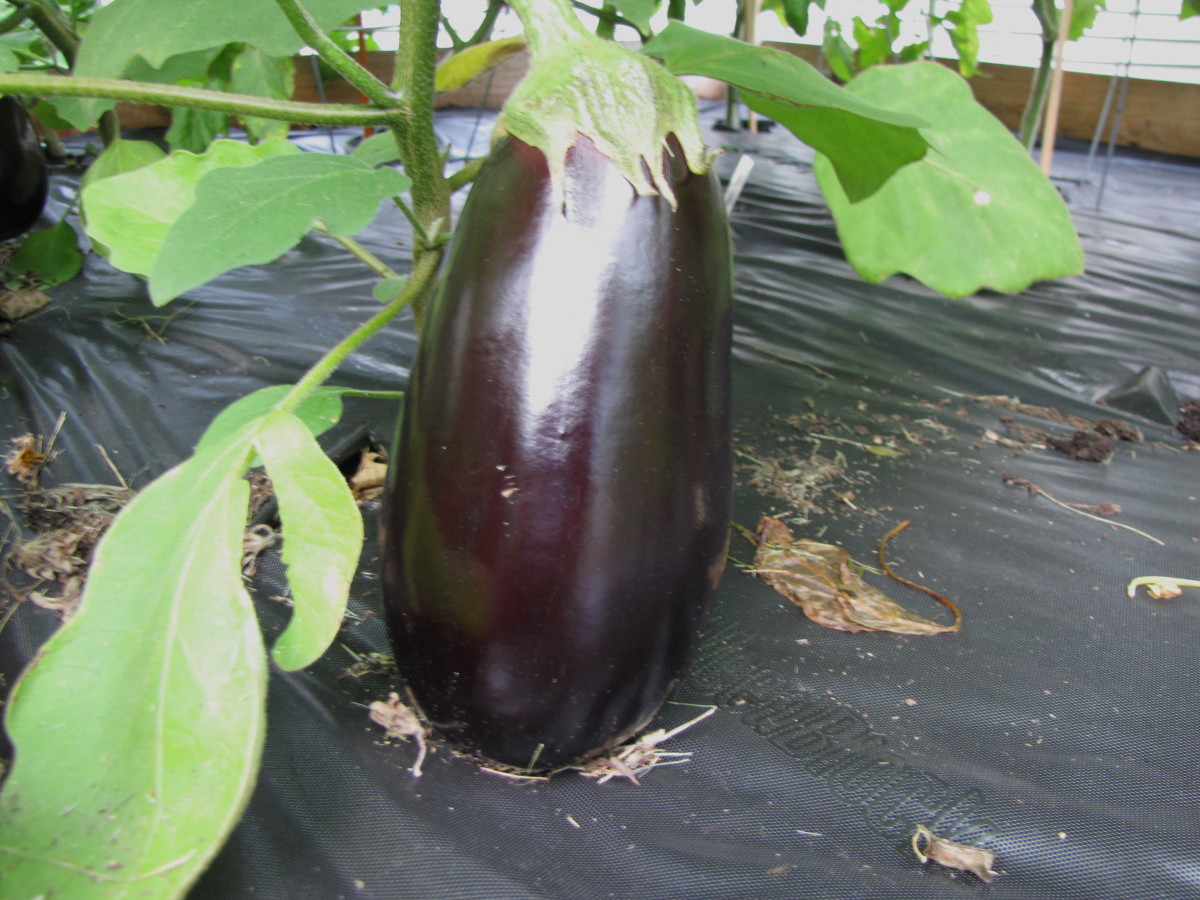 How to Build a Cedar Raised Garden Bed Dengarden