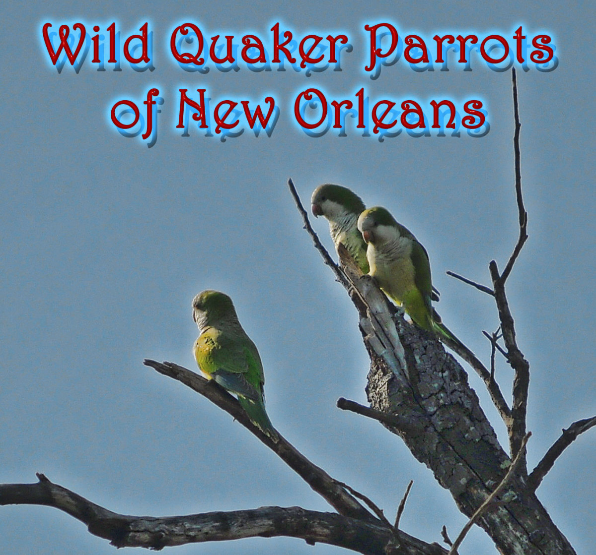 Wild Quaker Parrots of New Orleans HubPages