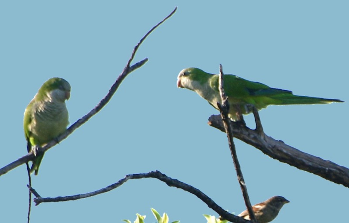 Wild Quaker Parrots of New Orleans HubPages