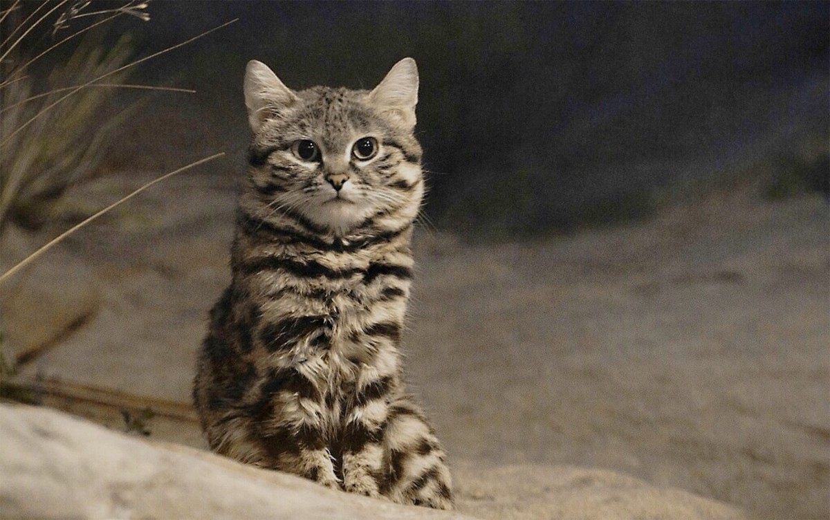 The African BlackFooted Cat A Small and Vulnerable Feline HubPages