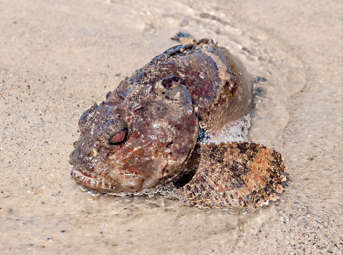 Fish That Make Sounds Purrs, Grunts, Hums, and Hoots Owlcation