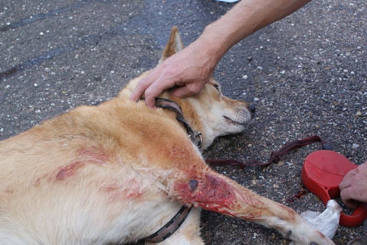 I Hit a Dog With My Car What Am I Legally Required to Do? PetHelpful