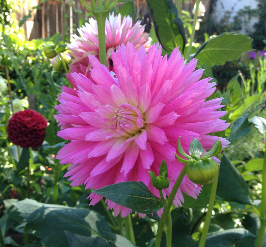 Growing Dahlias from Tubers HubPages