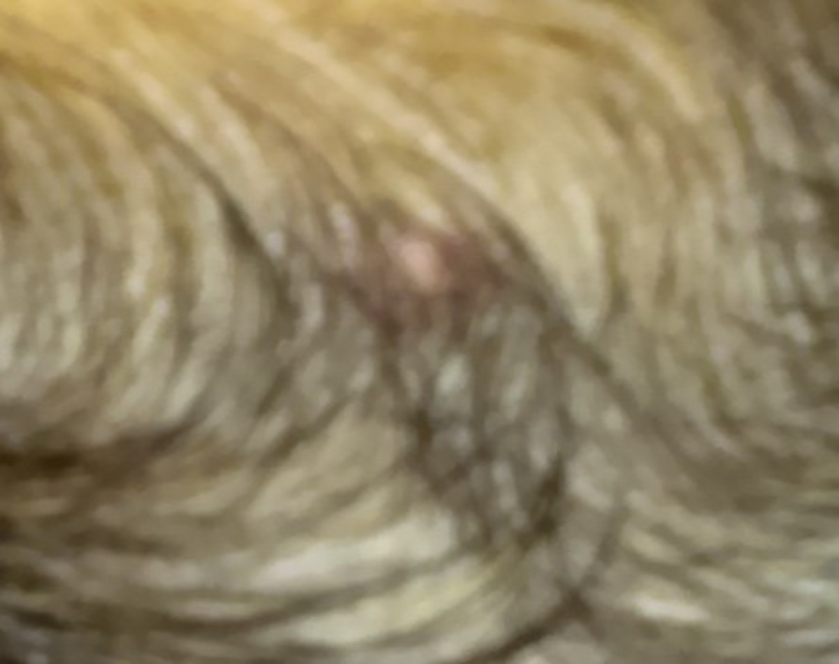 What Is That Black Mole on My Dog's Leg? PetHelpful