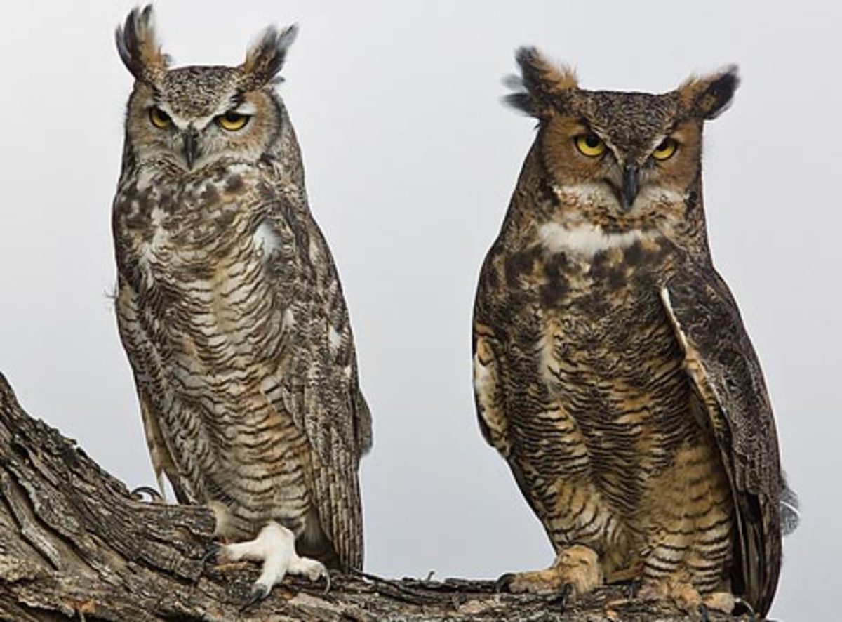 Facts About Great Horned Owls HubPages
