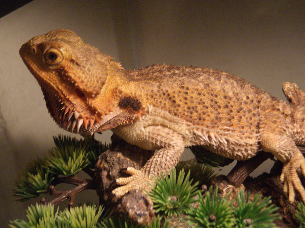 Raising a Bearded Dragon HubPages