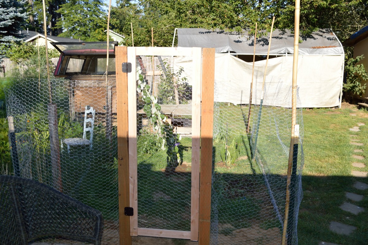 How to Raise Quail on an Urban Farm