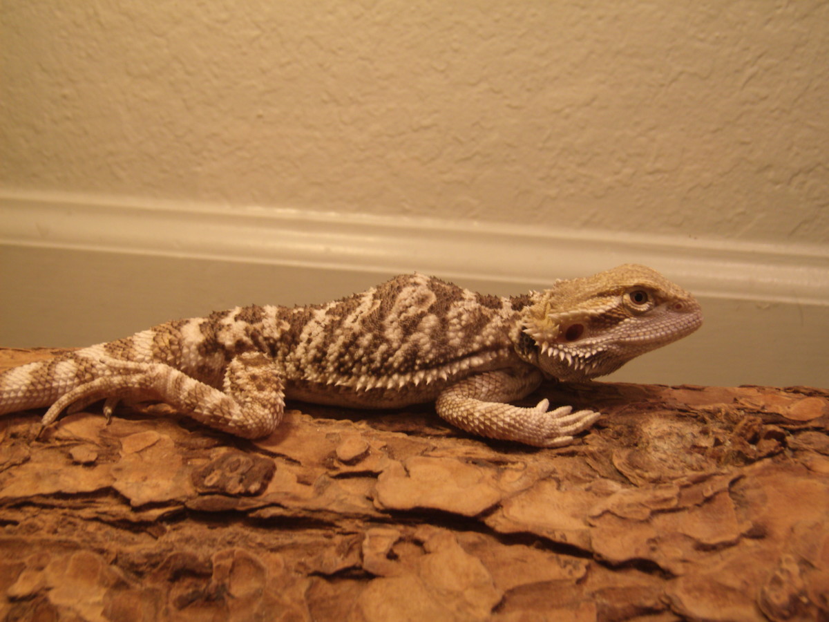 Behavior and diseases of the bearded dragon