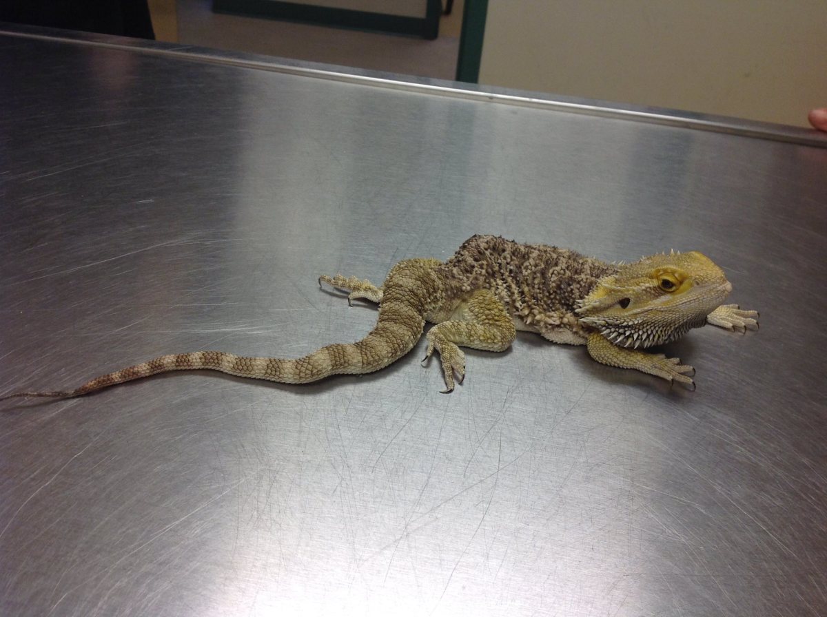 Bearded Dragon Behavior and Diseases PetHelpful