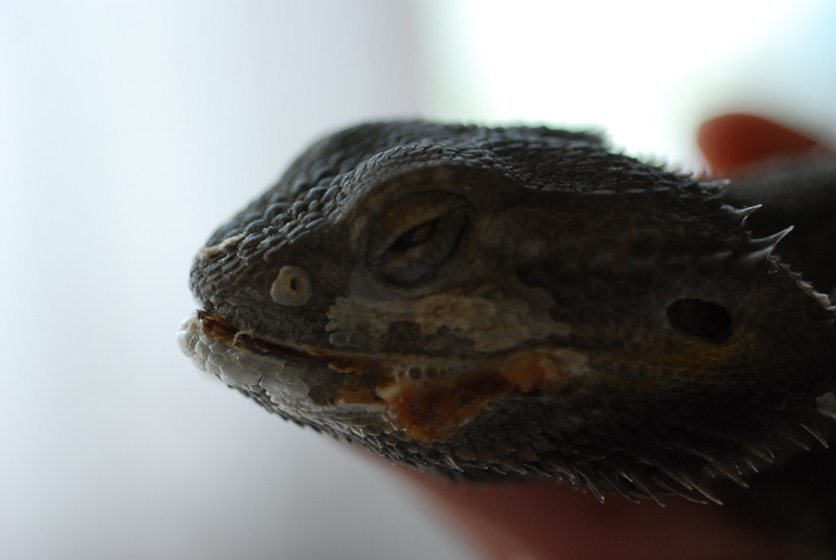 Bearded Dragon Behavior and Diseases Pet Benefits