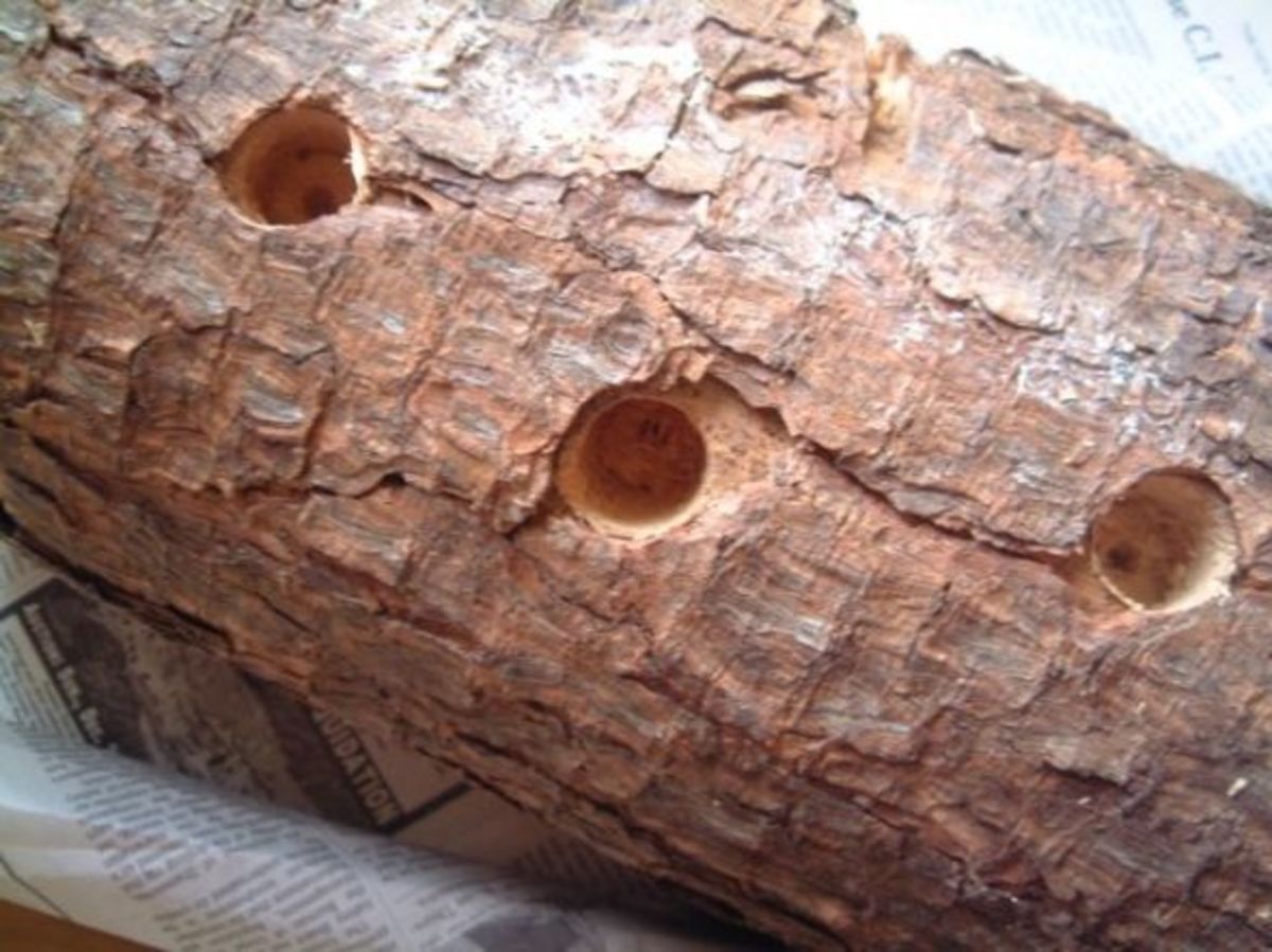 The Tradition of the Yule Log hubpages