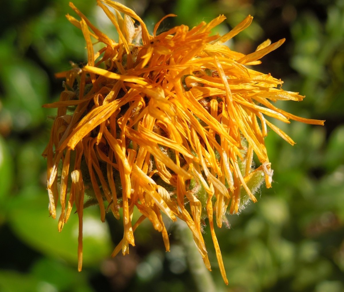How Colorful Calendula Brightens My Gardens All Year Long