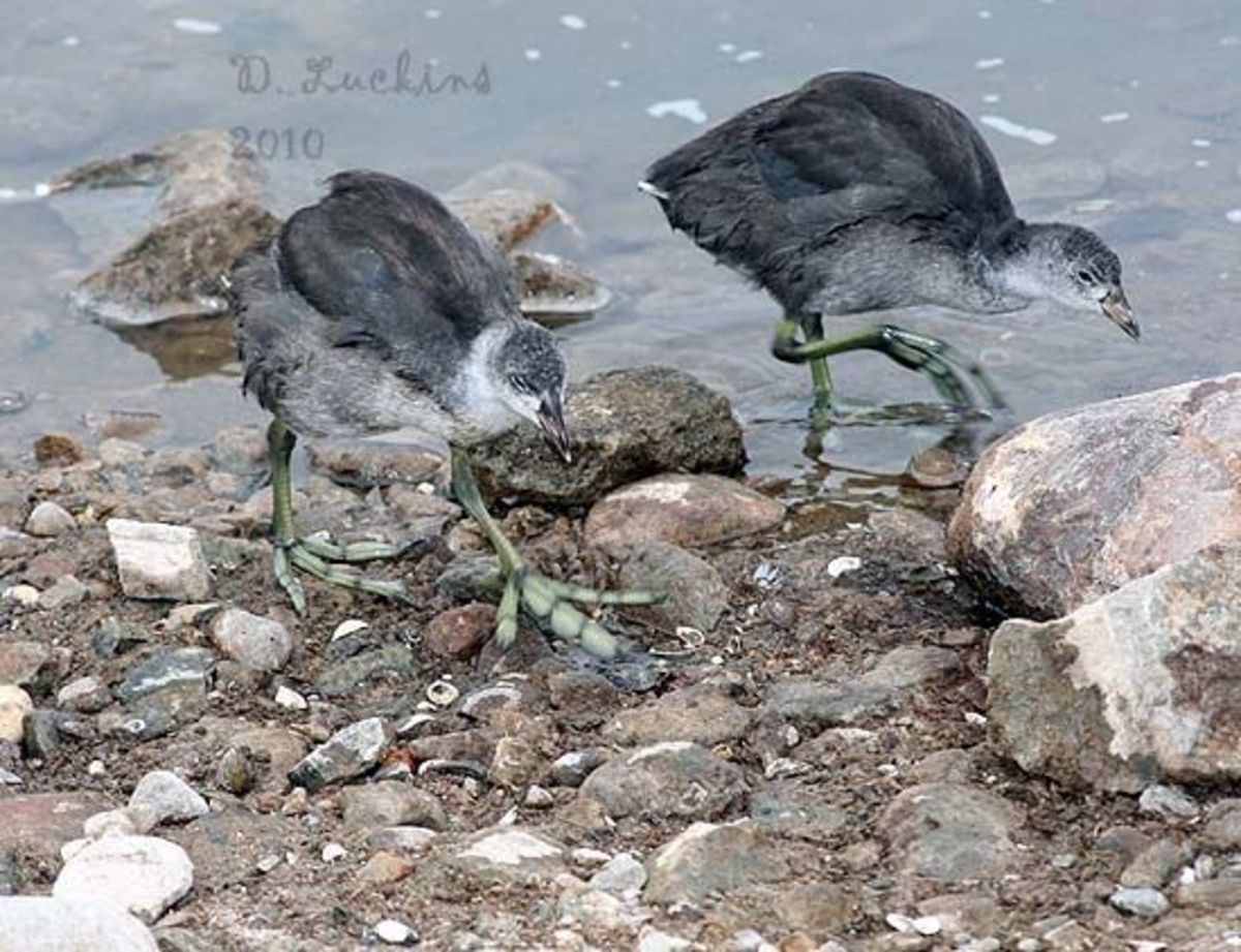 The Interesting and Aggressive American Coot HubPages