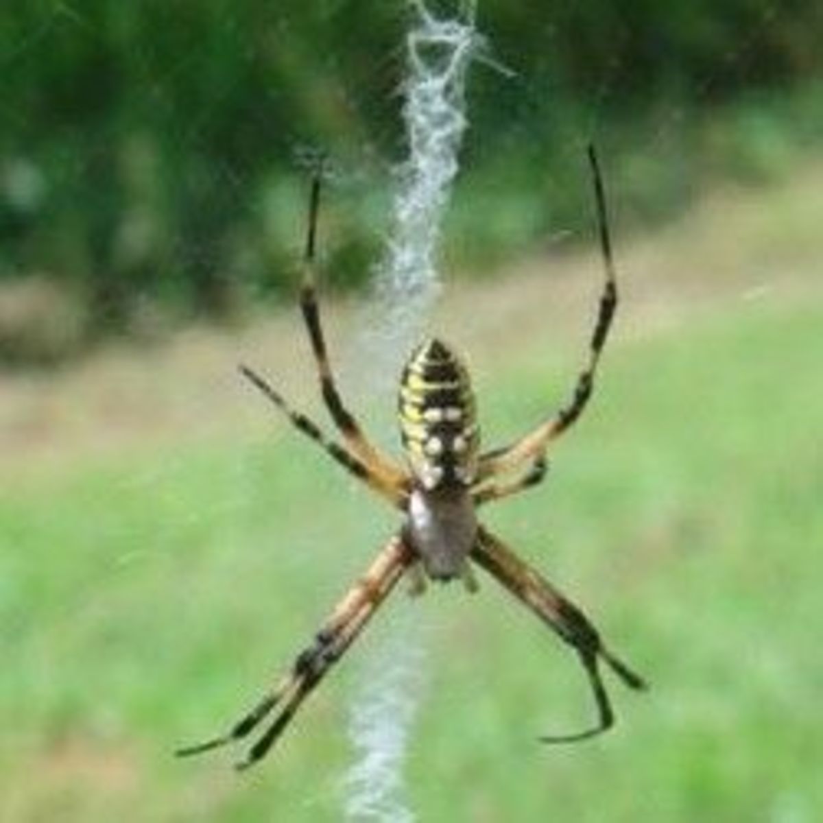 The Big Yellow Garden Spider, a Beneficial Spider HubPages