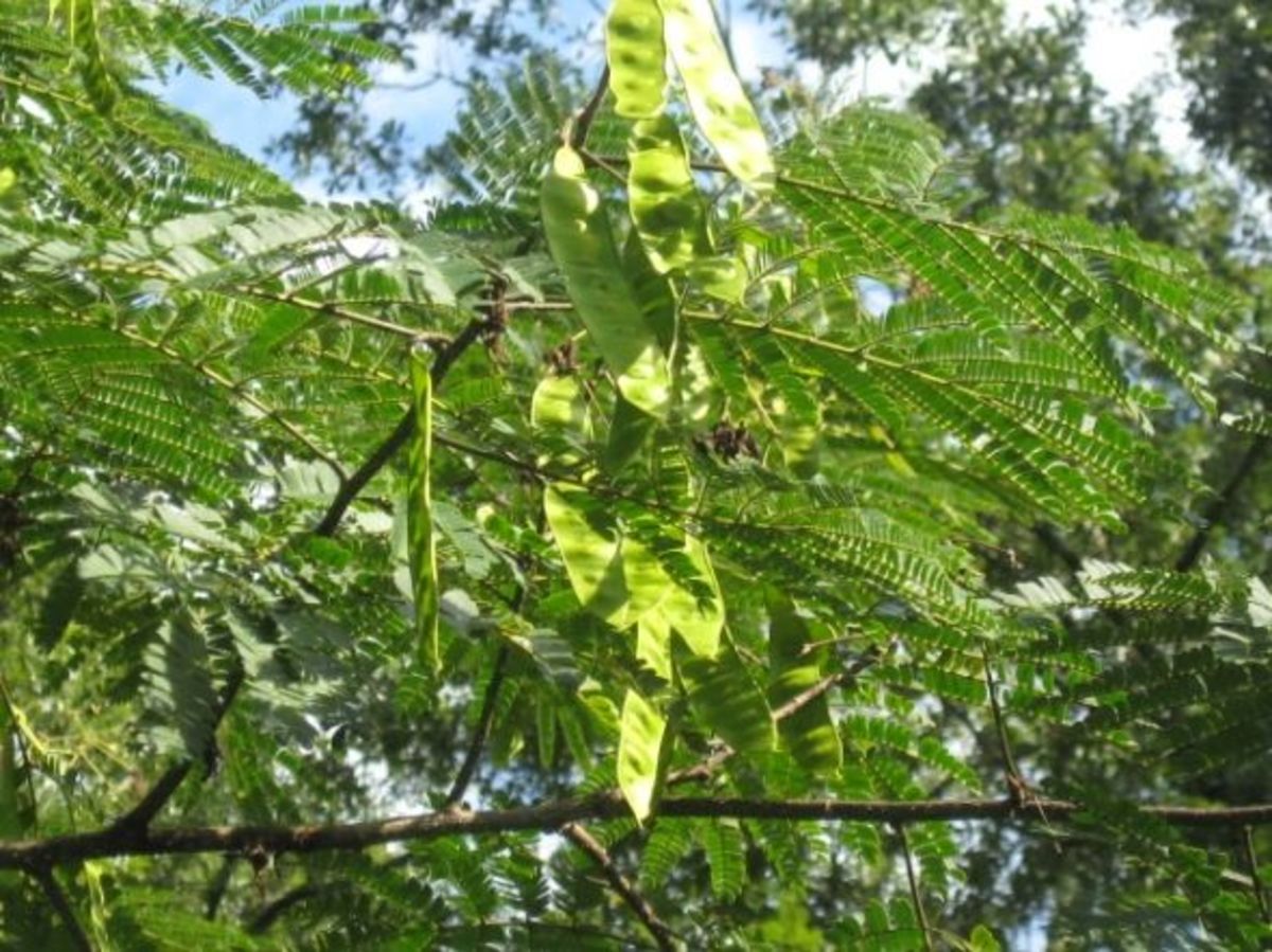 The Mimosa Tree HubPages