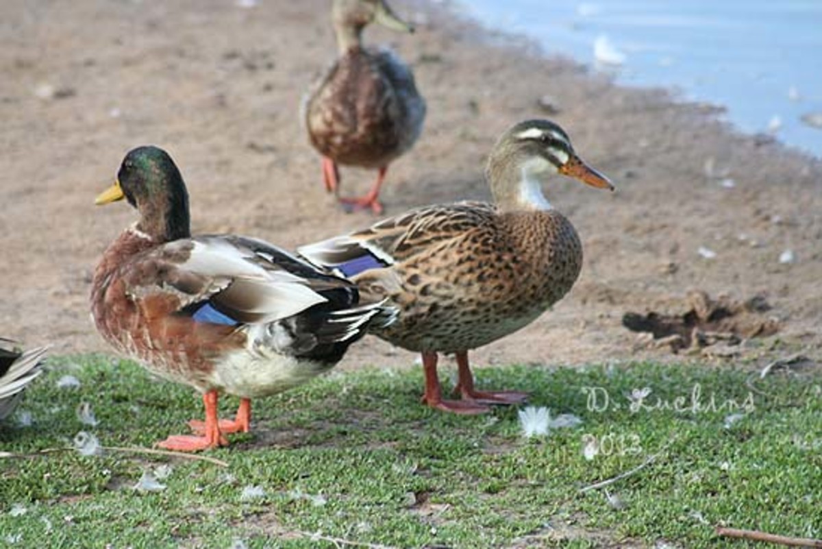 Popular Domestic Duck Breeds hubpages