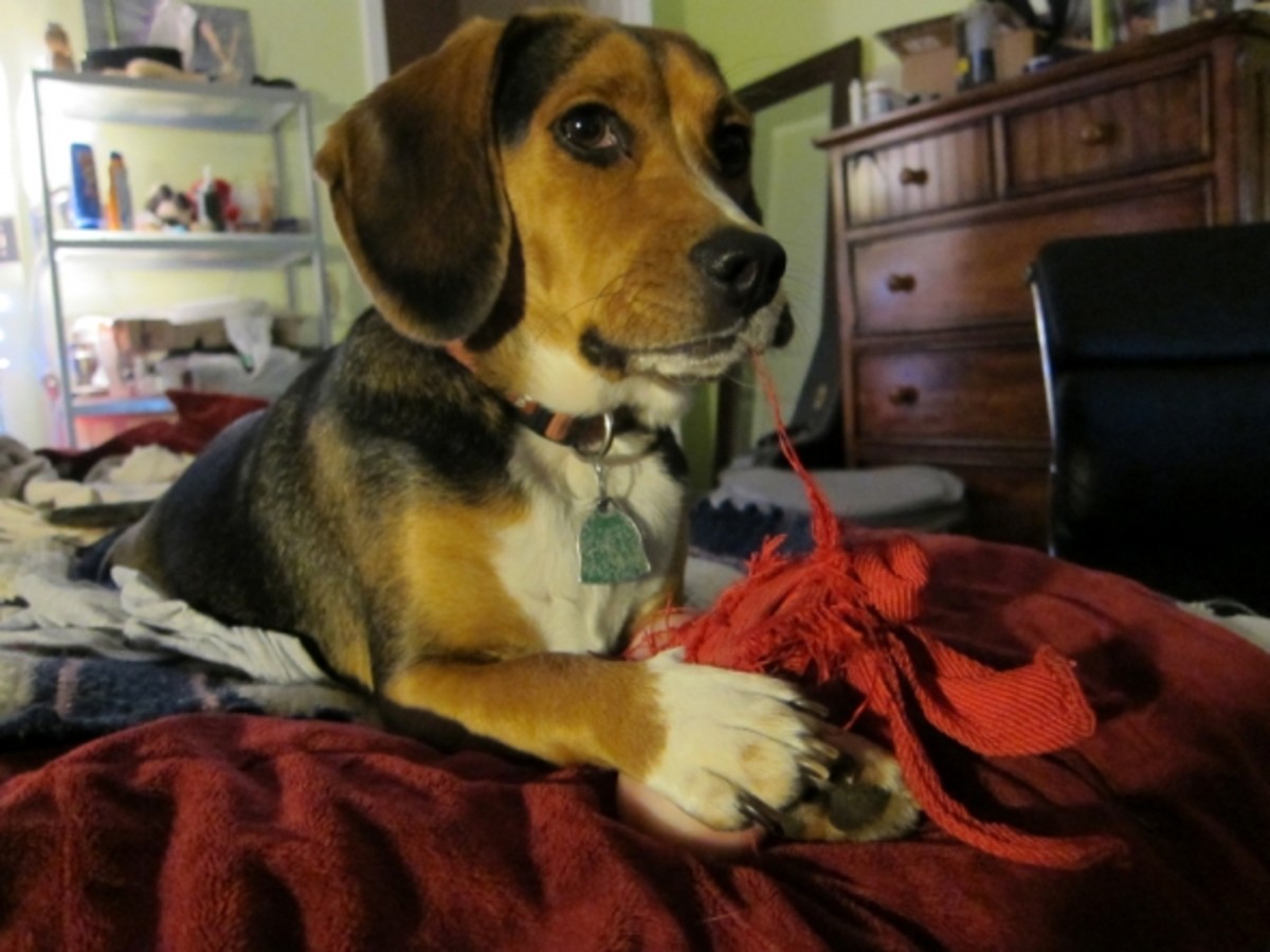 Great Toys for Beagles PetHelpful