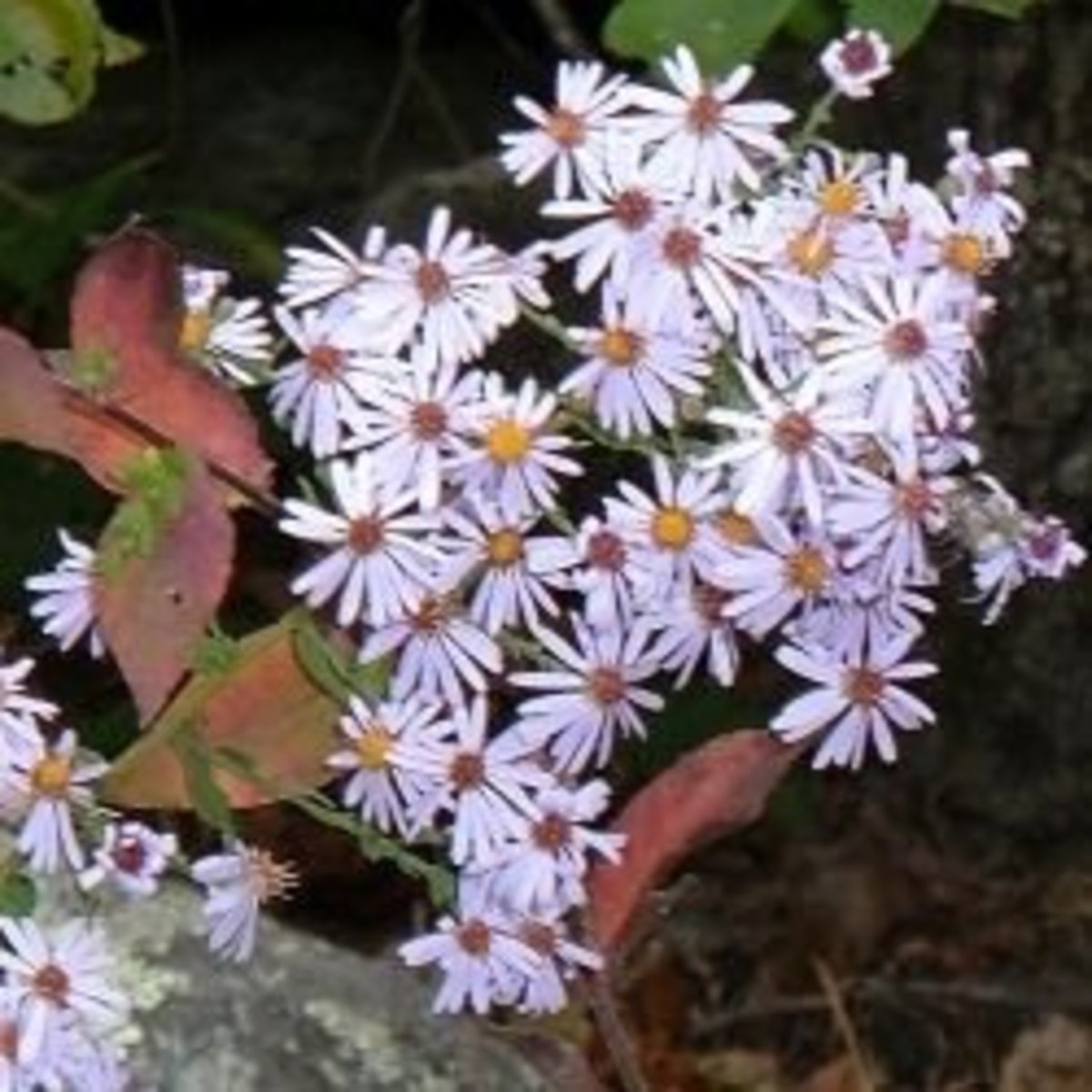 Native New England Plants in Our Woodland Garden HubPages