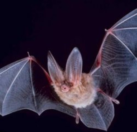 Bats in Halloween Folklore and the History of Halloween Bats HubPages