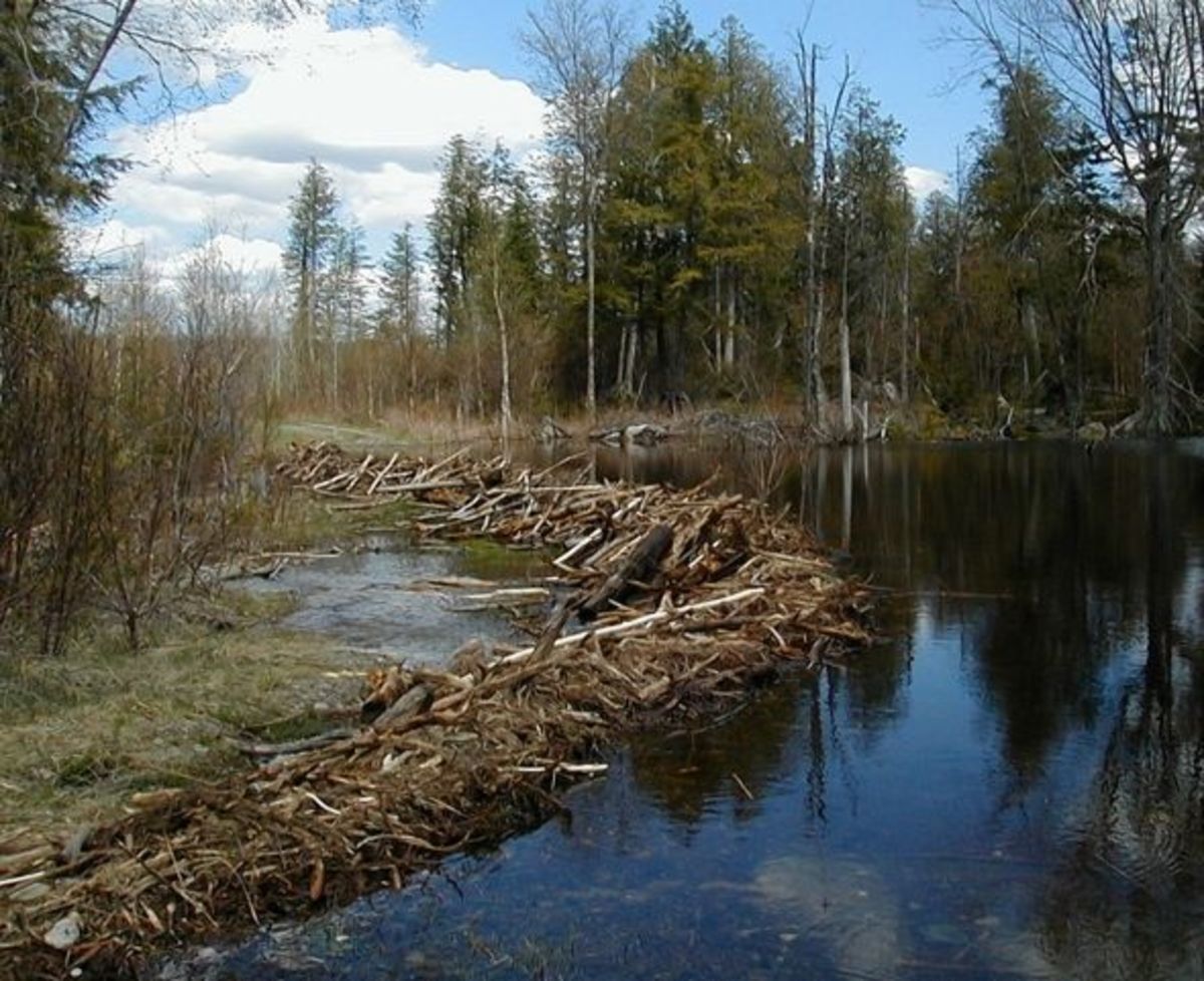 Spring Fishing In Maine Trolling For Landlocked Salmon hubpages