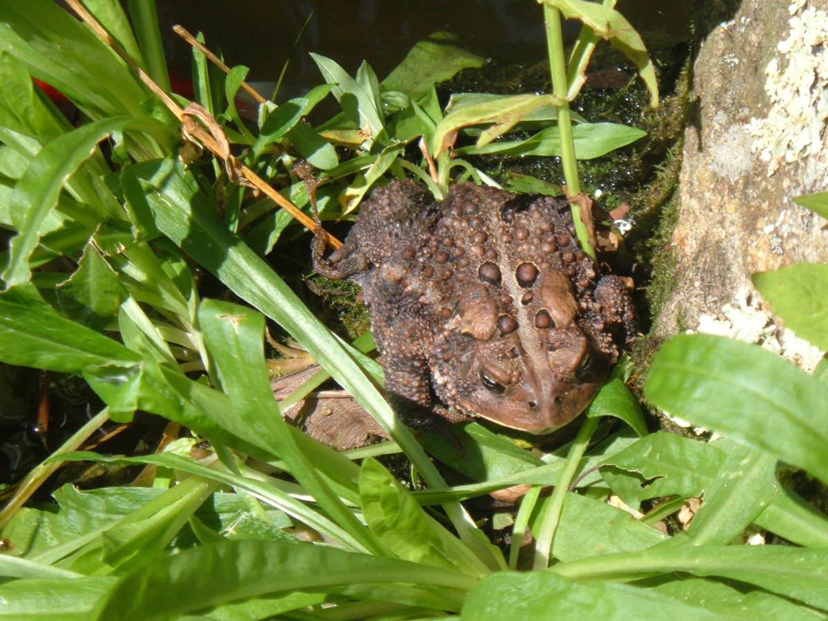 How to Make a Toad House