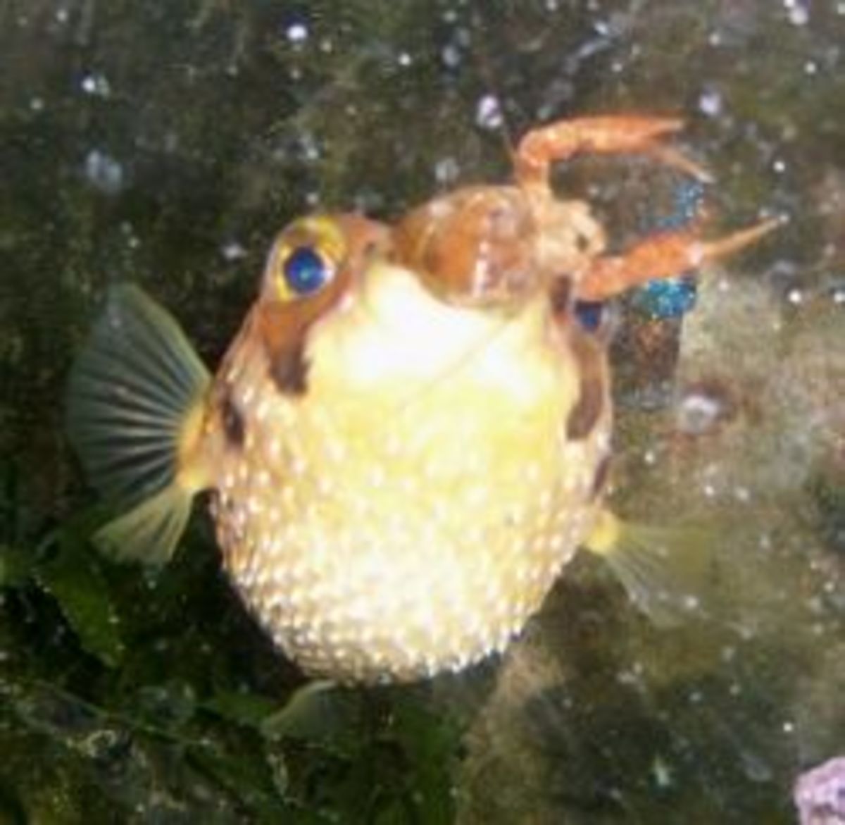 What You Should Know Before Getting a Porcupine Puffer PetHelpful