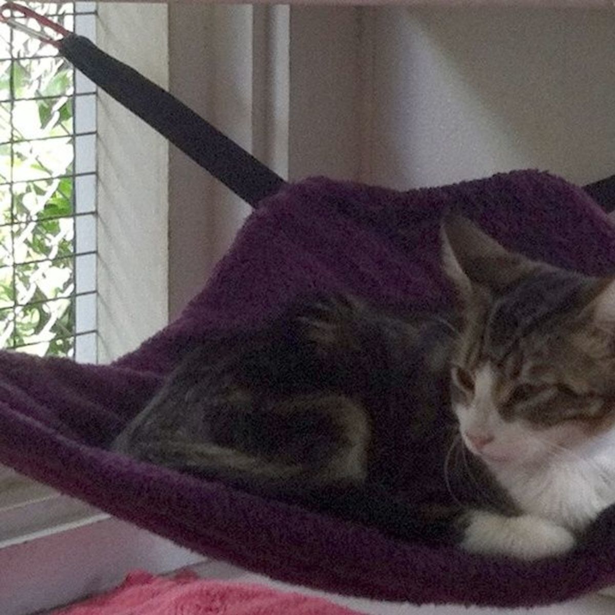 How to Make a Cat Hammock (With StepbyStep Photos) PetHelpful