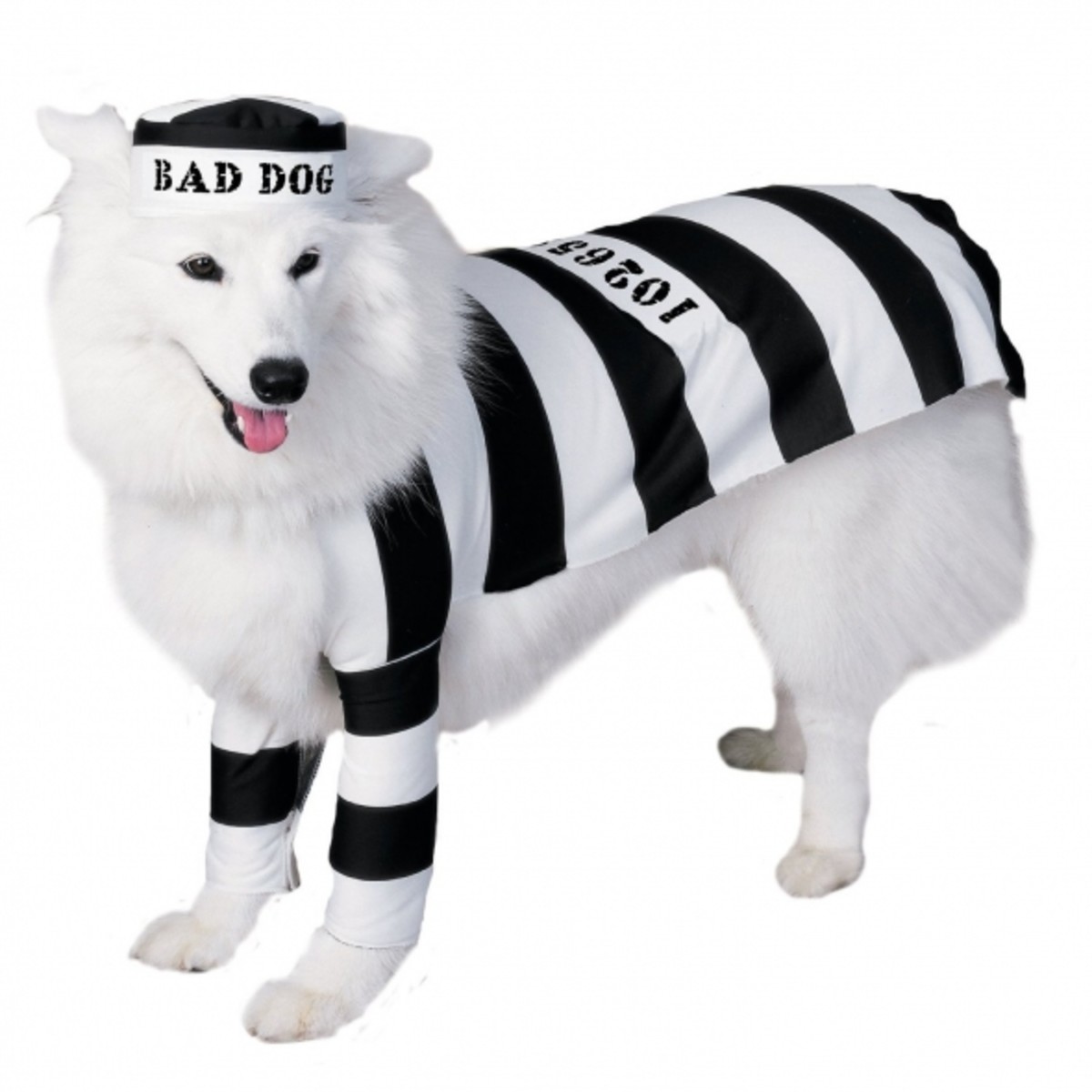 Big Dog Costumes On Parade HubPages