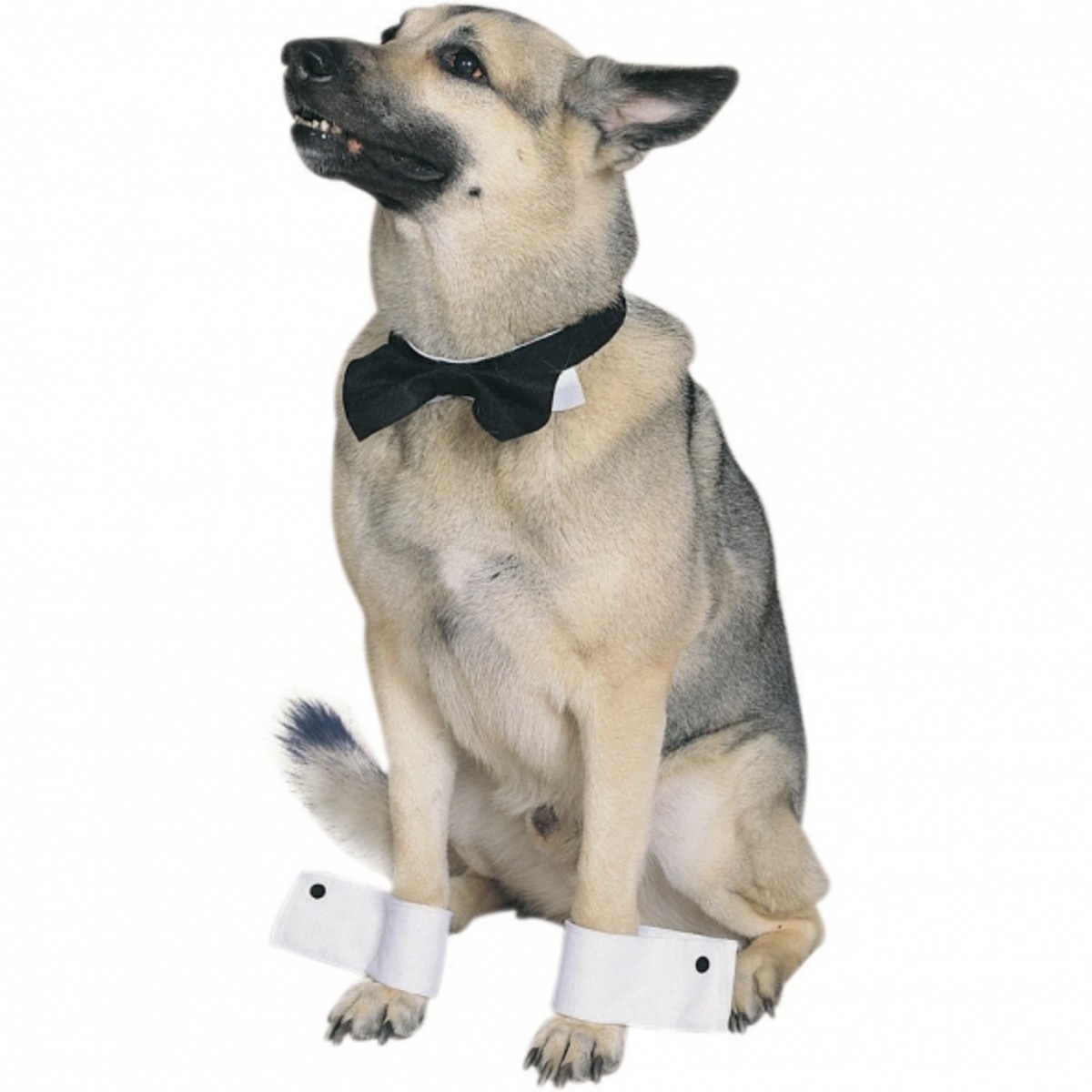 Big Dog Costumes On Parade HubPages