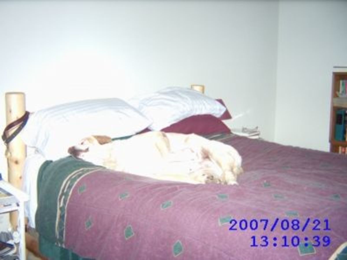 What Do Dogs Do When They Are Home Alone? hubpages