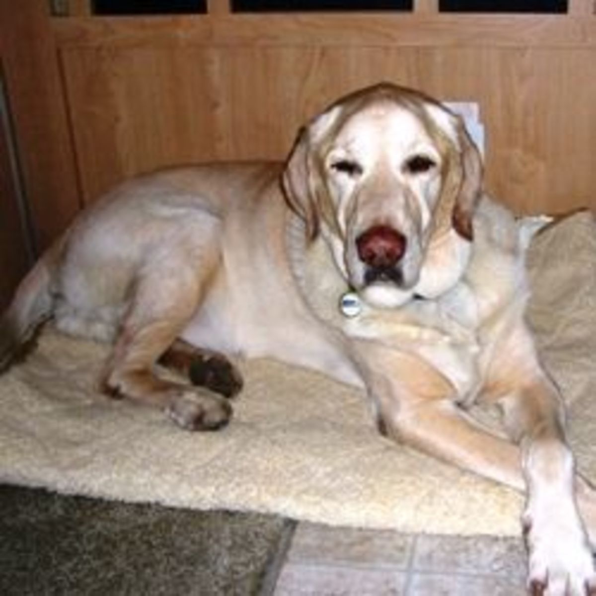 Swayback Horse hubpages