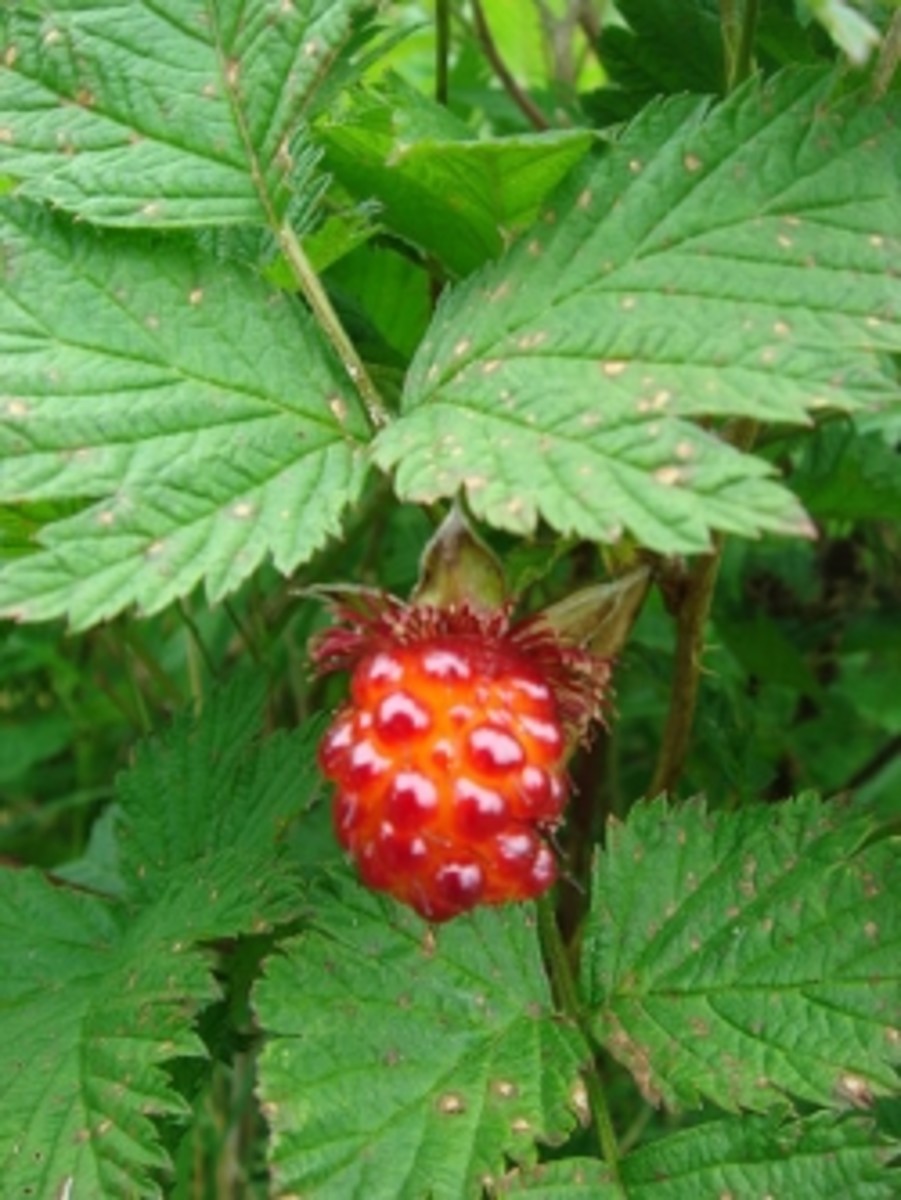 The Joys of the Salmonberry A Pacific Northwest Native Shrub HubPages