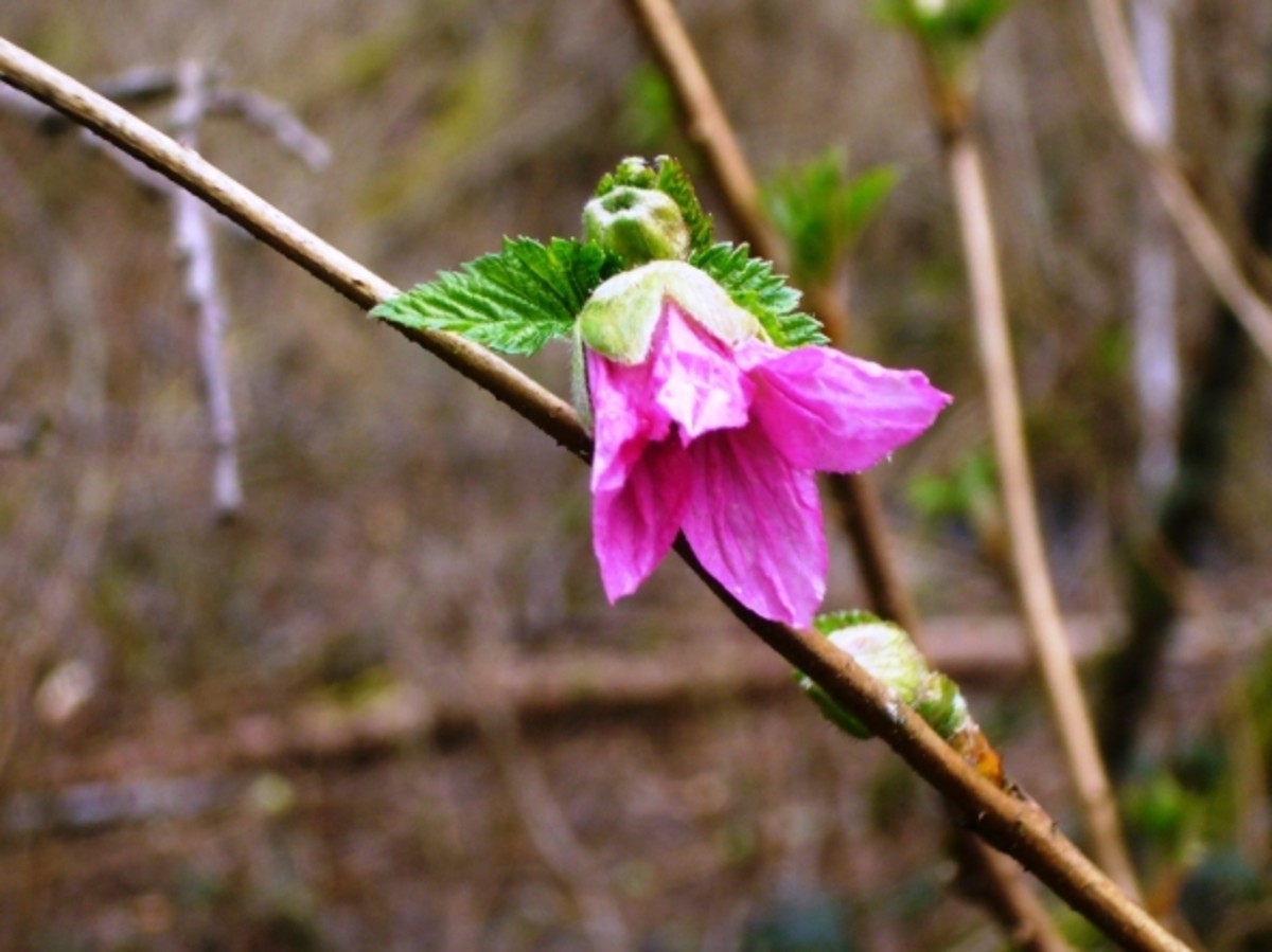 The Joys of the Salmonberry A Pacific Northwest Native Shrub HubPages