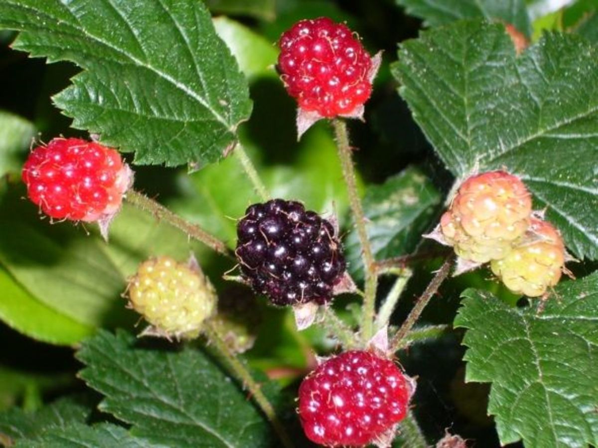 Edible Wild Berries HubPages