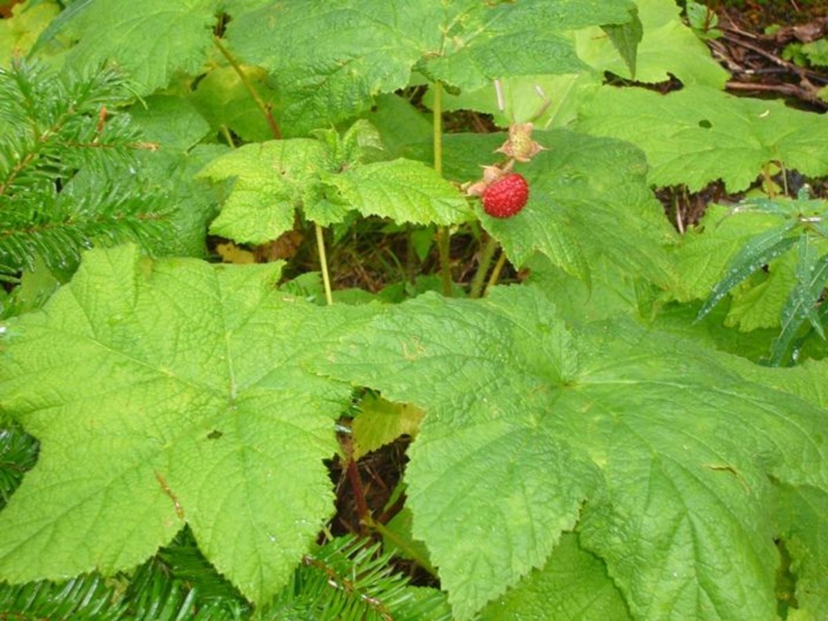 Edible Wild Berries In Alabama at Jo Obrien blog