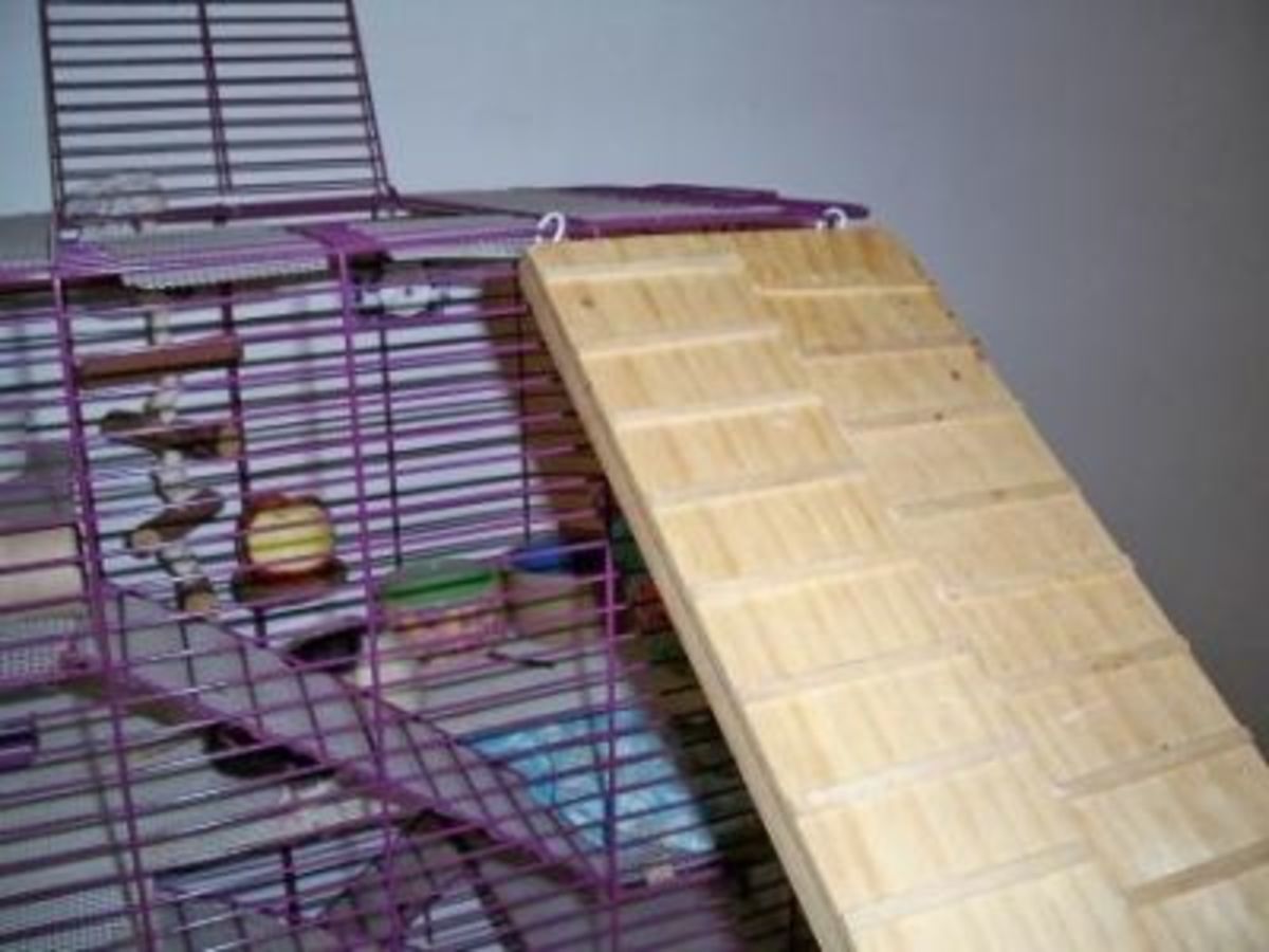 Pet Rat Toys Homemade Toys for Pet Rats and Other Pocket Pets HubPages