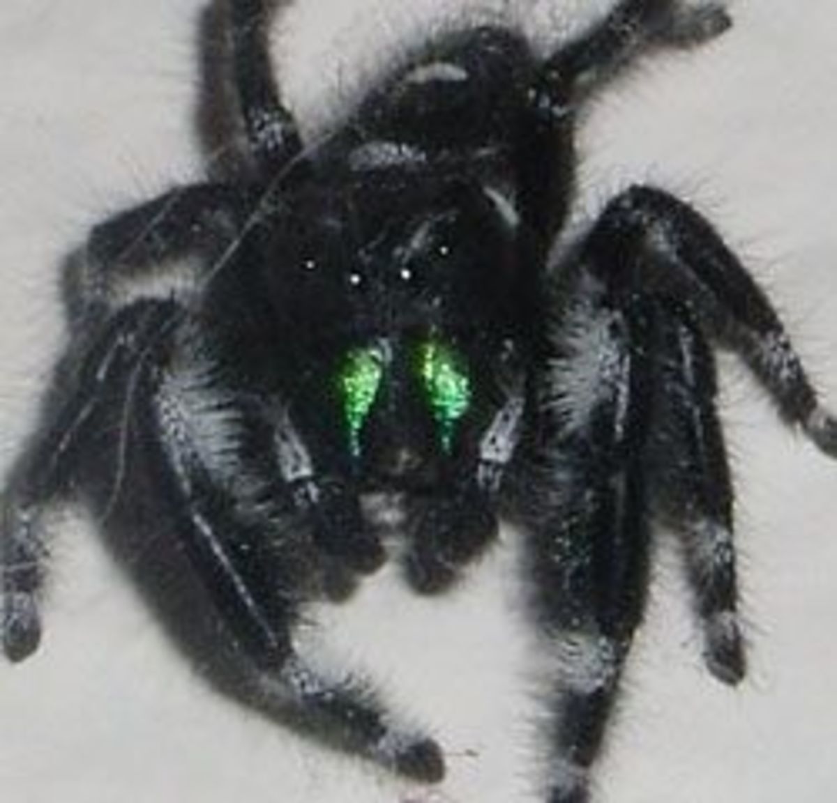 Black Jumping Spider bites a danger to Tenerife residents and a