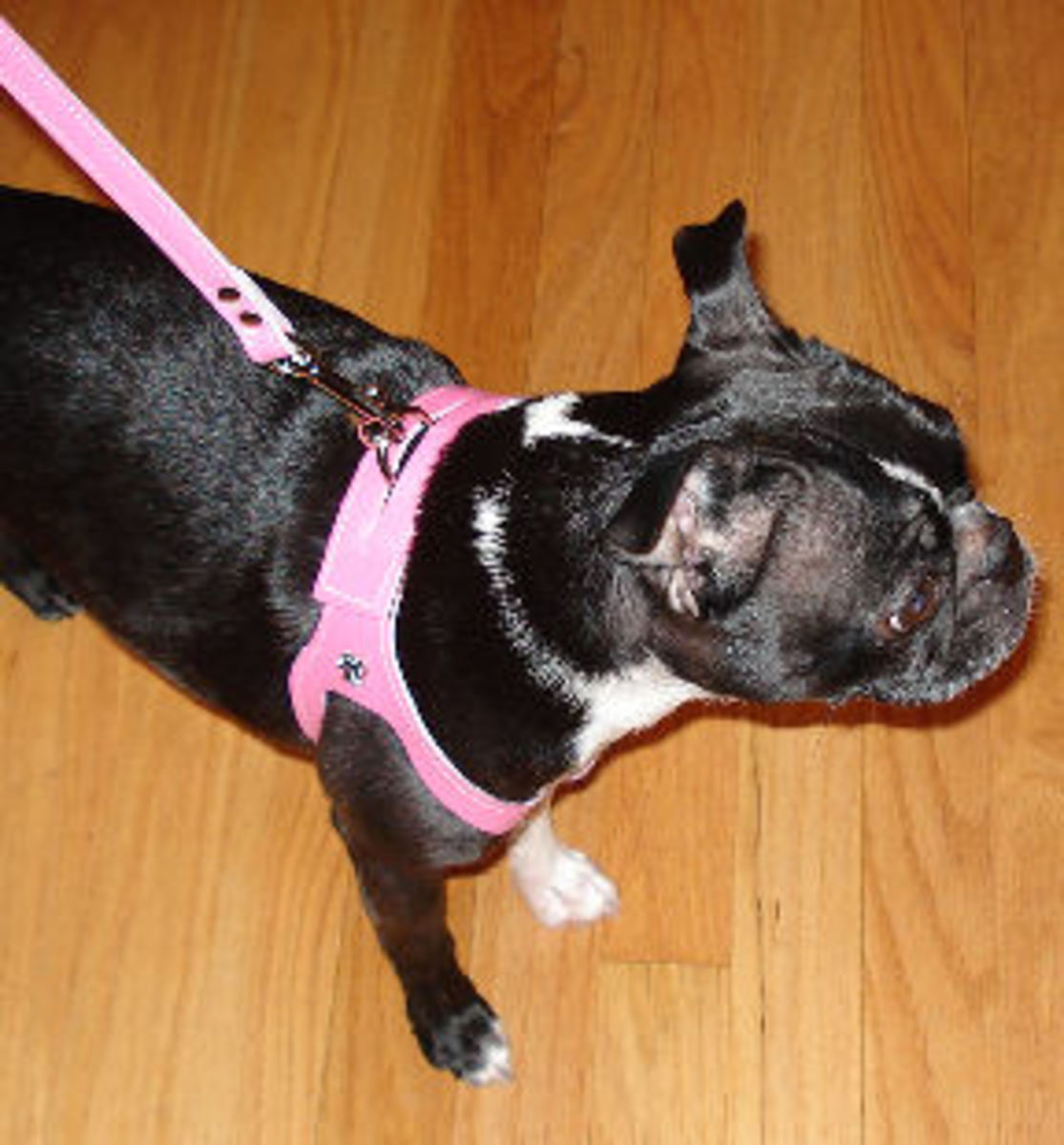 Easytouse dog harnesses for arthritis sufferers HubPages