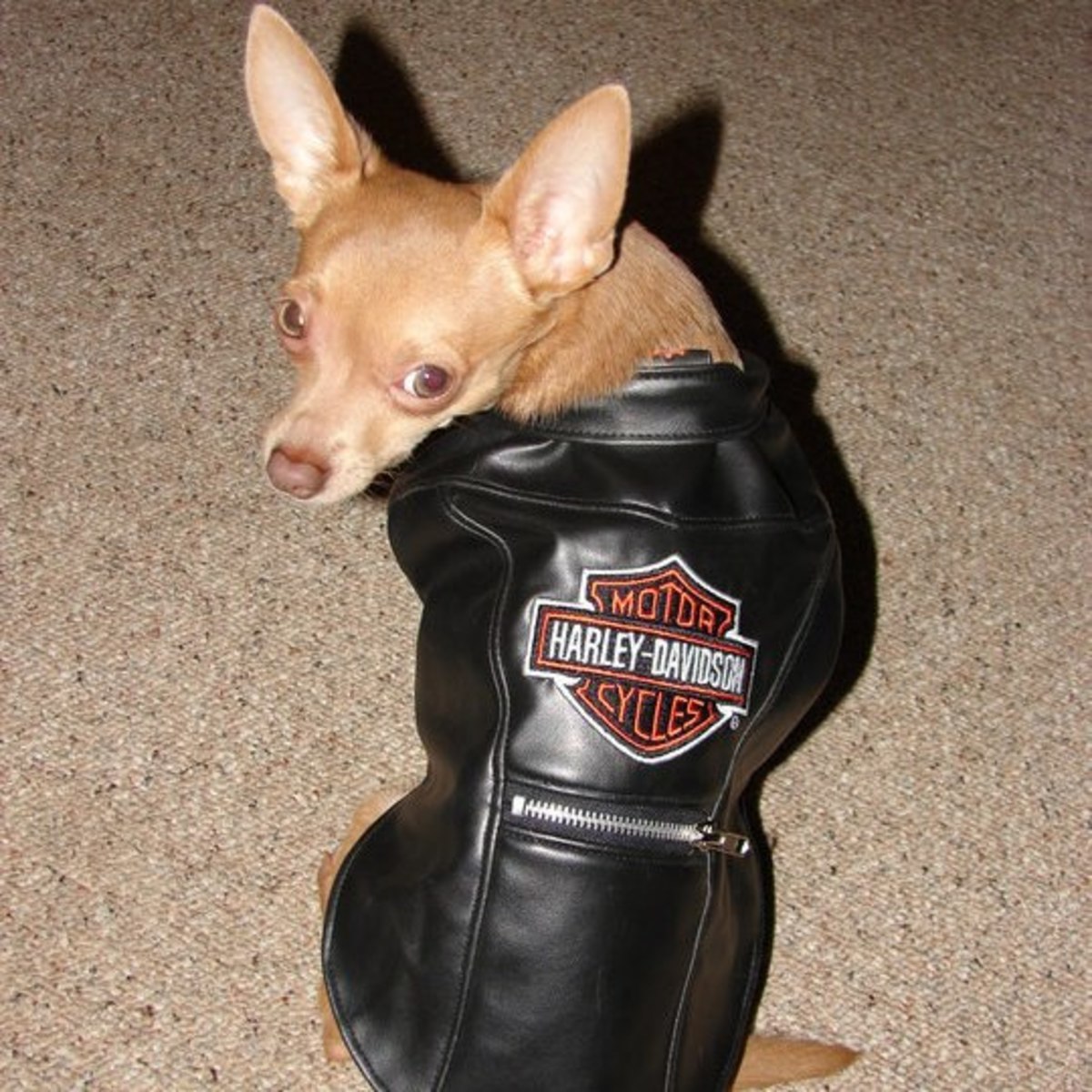 Dog clothing for Harley Davidson lovers