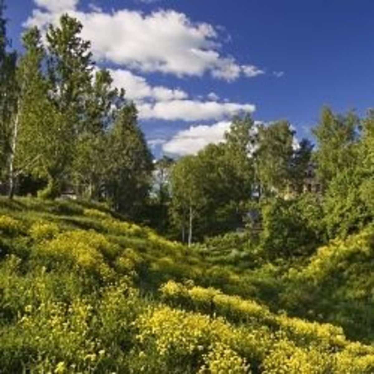 Best Plants and Erosion Controls for Slopes and Hillsides Dengarden