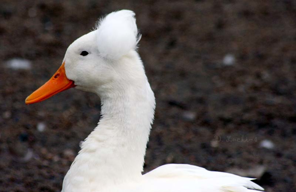 Popular Domestic Duck Breeds HubPages