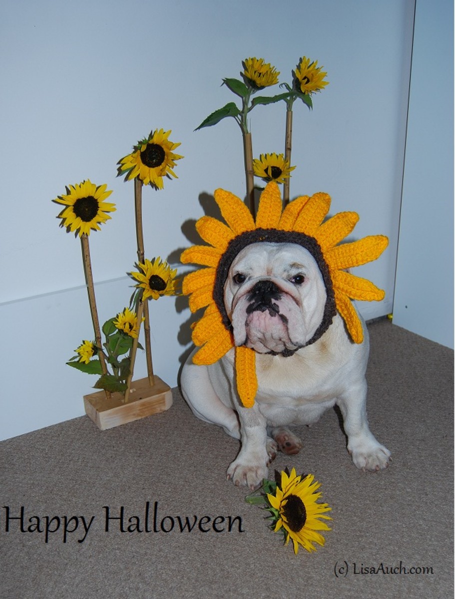 Crochet a Halloween Flower Costume For Dogs