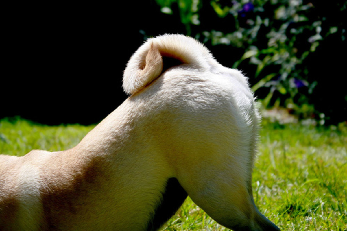 Green Fog What's Up With My Farting Dog? HubPages