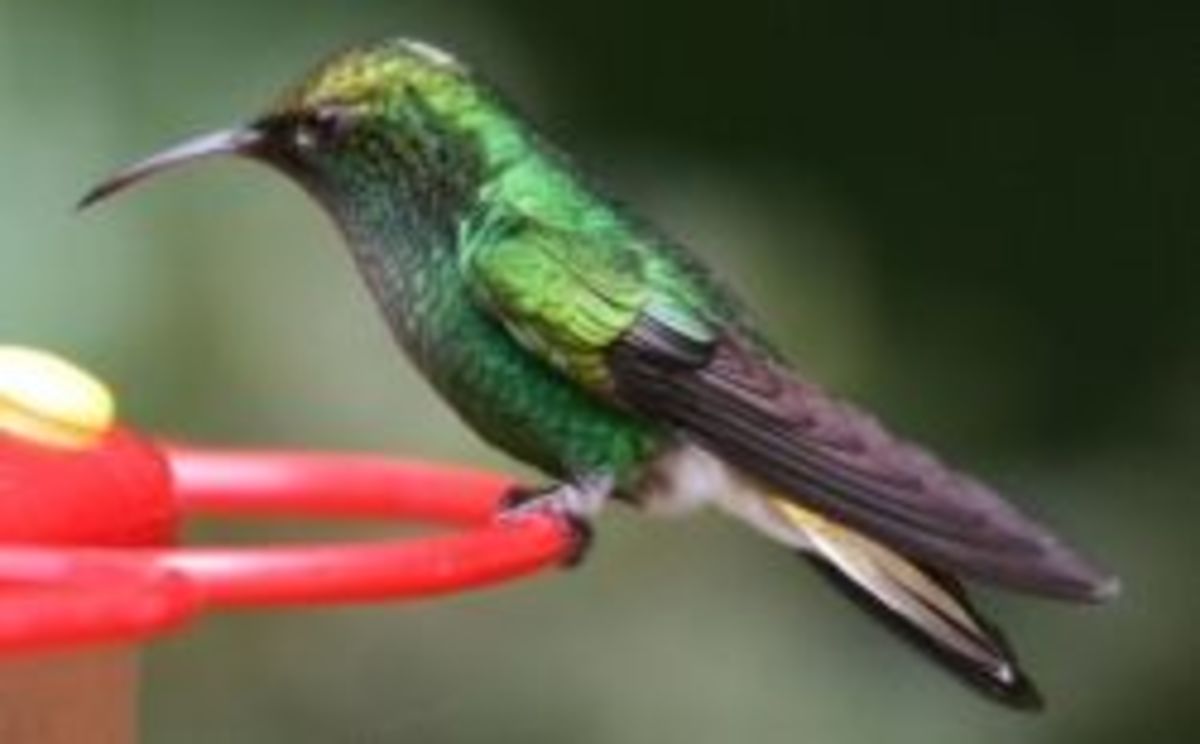 How to Get a Hummingbird Out of the House