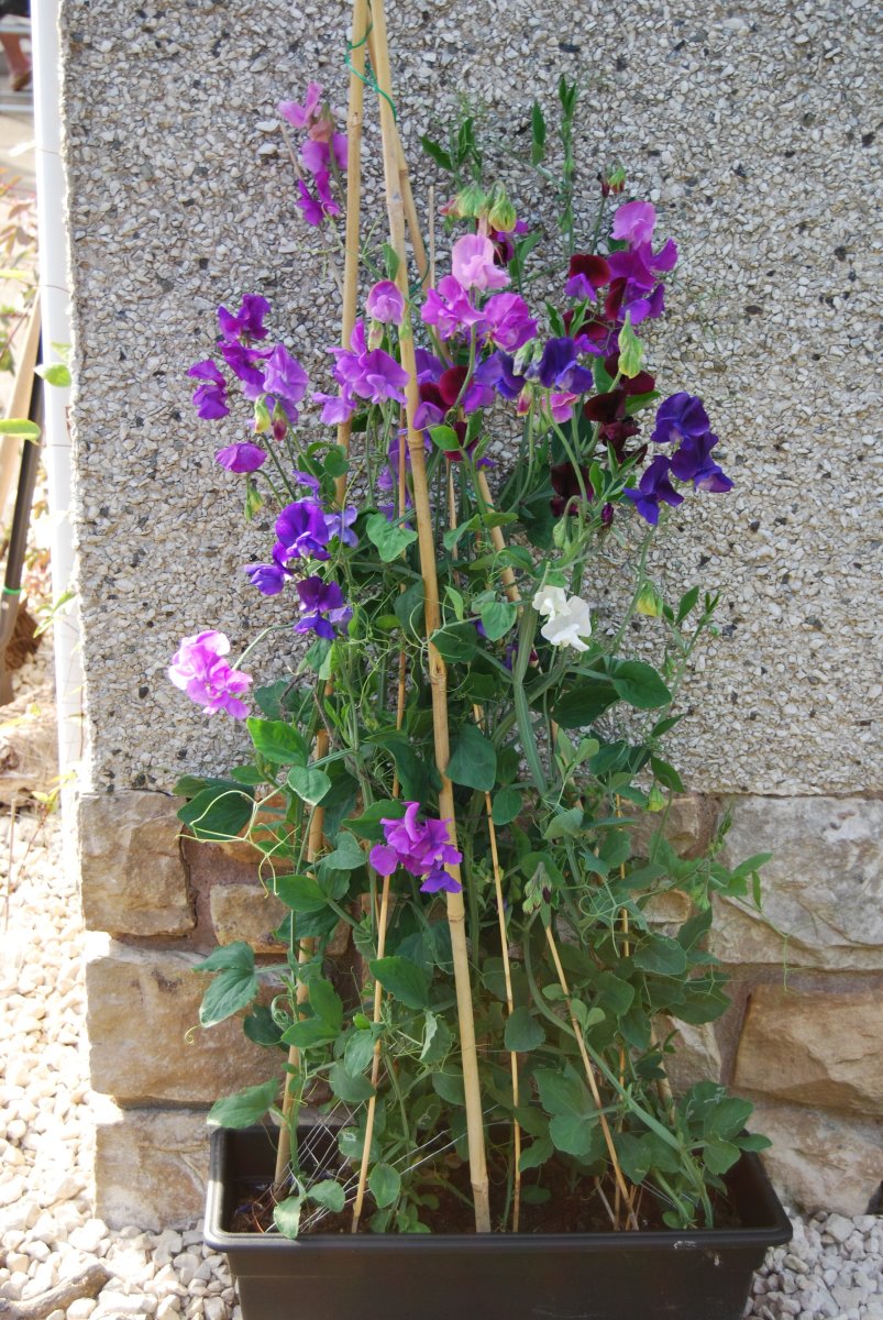 Sweet Peas Easy To Grow Fragranced Flowers From Seeds HubPages