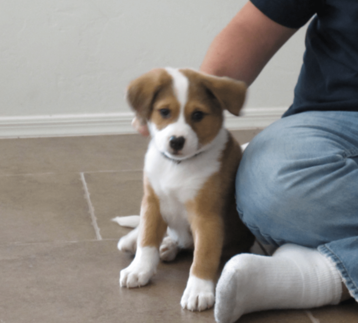 Australian Shepherd Terrier Mix hubpages