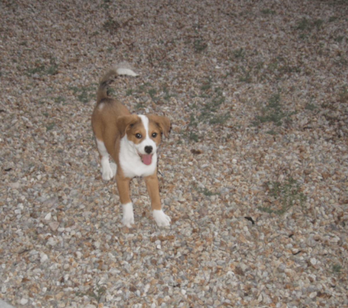 Australian Shepherd Terrier Mix hubpages